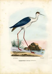 Schwarzflügel-Stelzenläufer, 1863-79